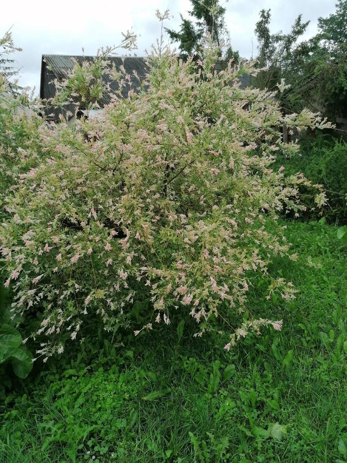 Dobra Dubicze Cerkiewne